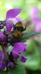 Bombus hortorum