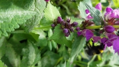 Bombus hortorum