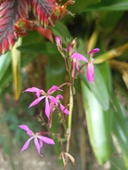 Epidendrum flexuosum