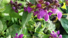 Bombus hortorum