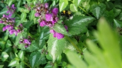 Bombus hortorum