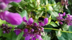 Bombus hortorum