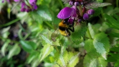Bombus hortorum