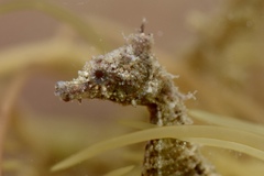 Hippocampus zosterae