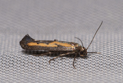 Ochromolopis ictella