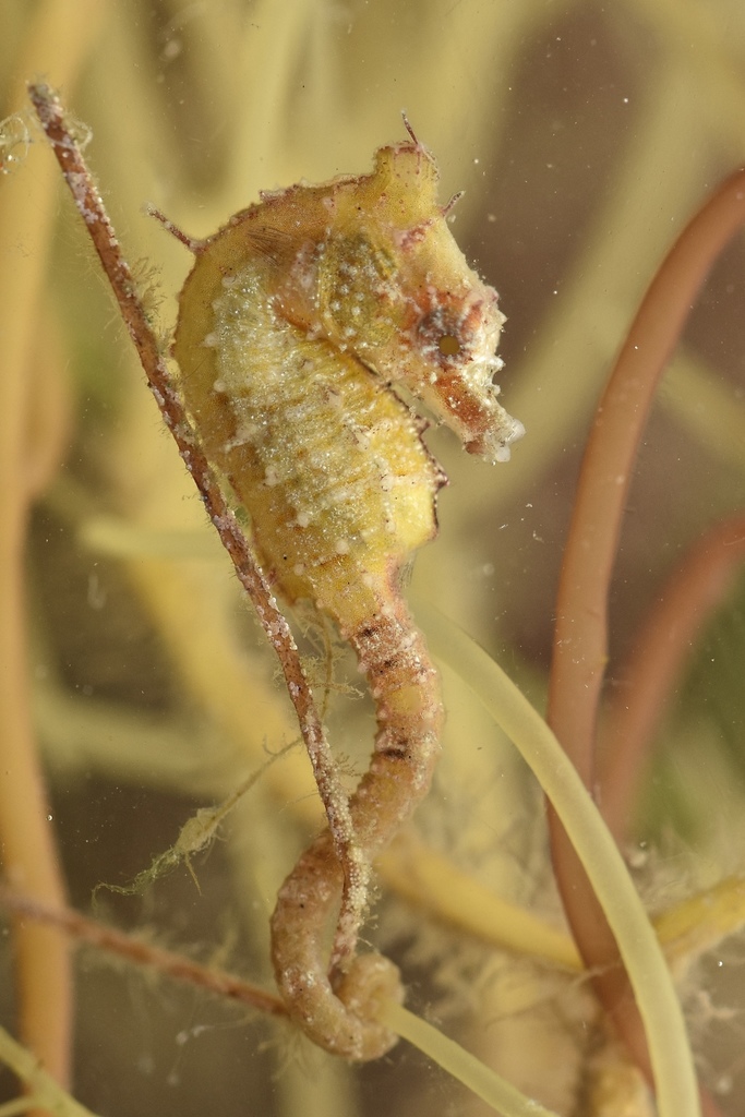 Dwarf Seahorse