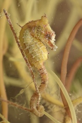 Hippocampus zosterae