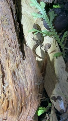 Sphaerodactylus goniorhynchus
