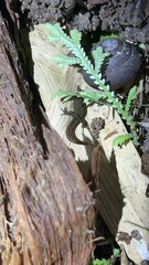 Sphaerodactylus goniorhynchus