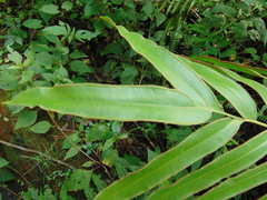 Pteris pulchra