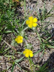 Potentilla argentea