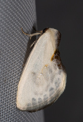 Cilix hispanica