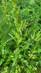 Rumex crispus