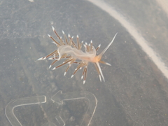 Sakuraeolis enosimensis