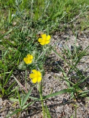 Potentilla argentea