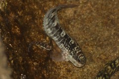 Istiblennius dussumieri