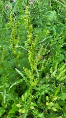 Rumex crispus