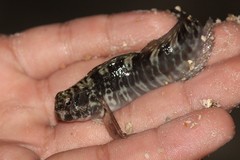 Istiblennius dussumieri