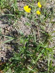 Potentilla argentea