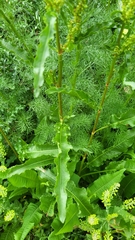 Rumex crispus