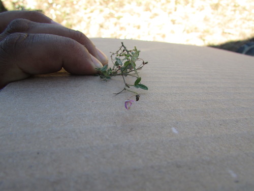 Image of Desmodium procumbens by (c) Carlos Martorell, some rights reserved (CC BY)