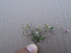 Desmodium procumbens