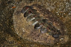 Acanthopleura