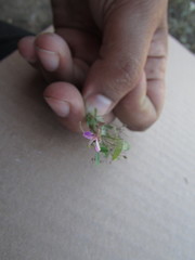 Desmodium procumbens