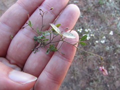 Desmodium procumbens