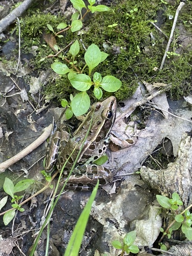 Atlantic Coast Leopard Frog (Lithobates kauffeldi), a species recorded in New Jersey