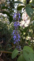 Coleus barbatus grandis