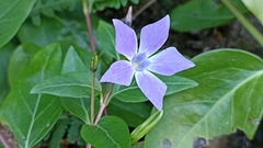 Vinca difformis difformis