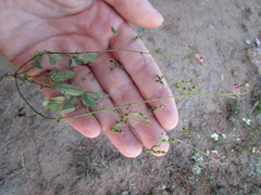 Desmodium procumbens