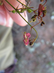 Desmodium procumbens
