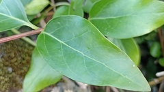 Vinca difformis difformis