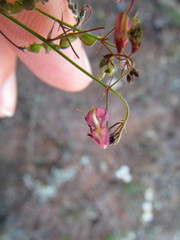 Desmodium procumbens