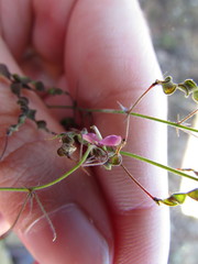 Desmodium procumbens
