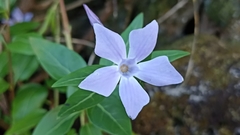 Vinca difformis difformis