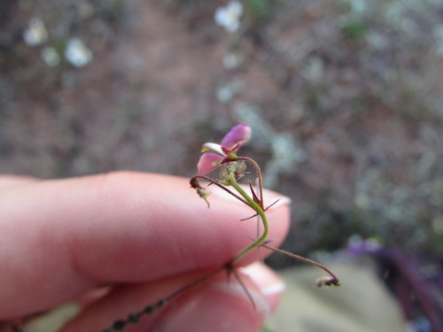 Image of Desmodium procumbens by (c) Carlos Martorell, some rights reserved (CC BY)