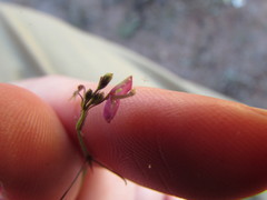 Desmodium procumbens