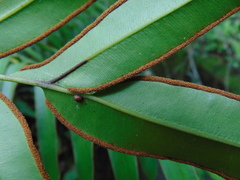 Pteris pulchra