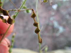 Desmodium procumbens