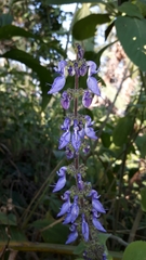 Coleus barbatus grandis