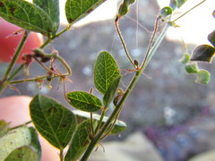 Desmodium procumbens