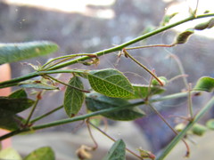 Desmodium procumbens