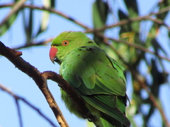 Psittacula krameri