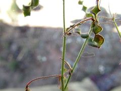 Desmodium procumbens
