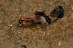Chaetodon