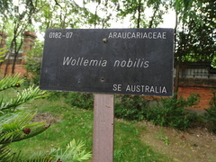 Wollemia