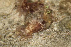 Calliactis polypus